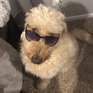 Meet your Posher, Hunter